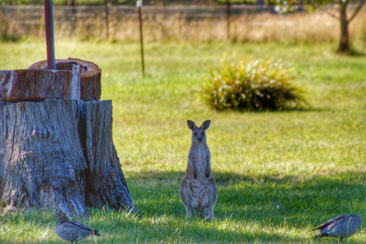 Marigold Cottage, A Blue Mountains Oasis- Spacious, Views & Kangaroos Little Hartley Buitenkant foto