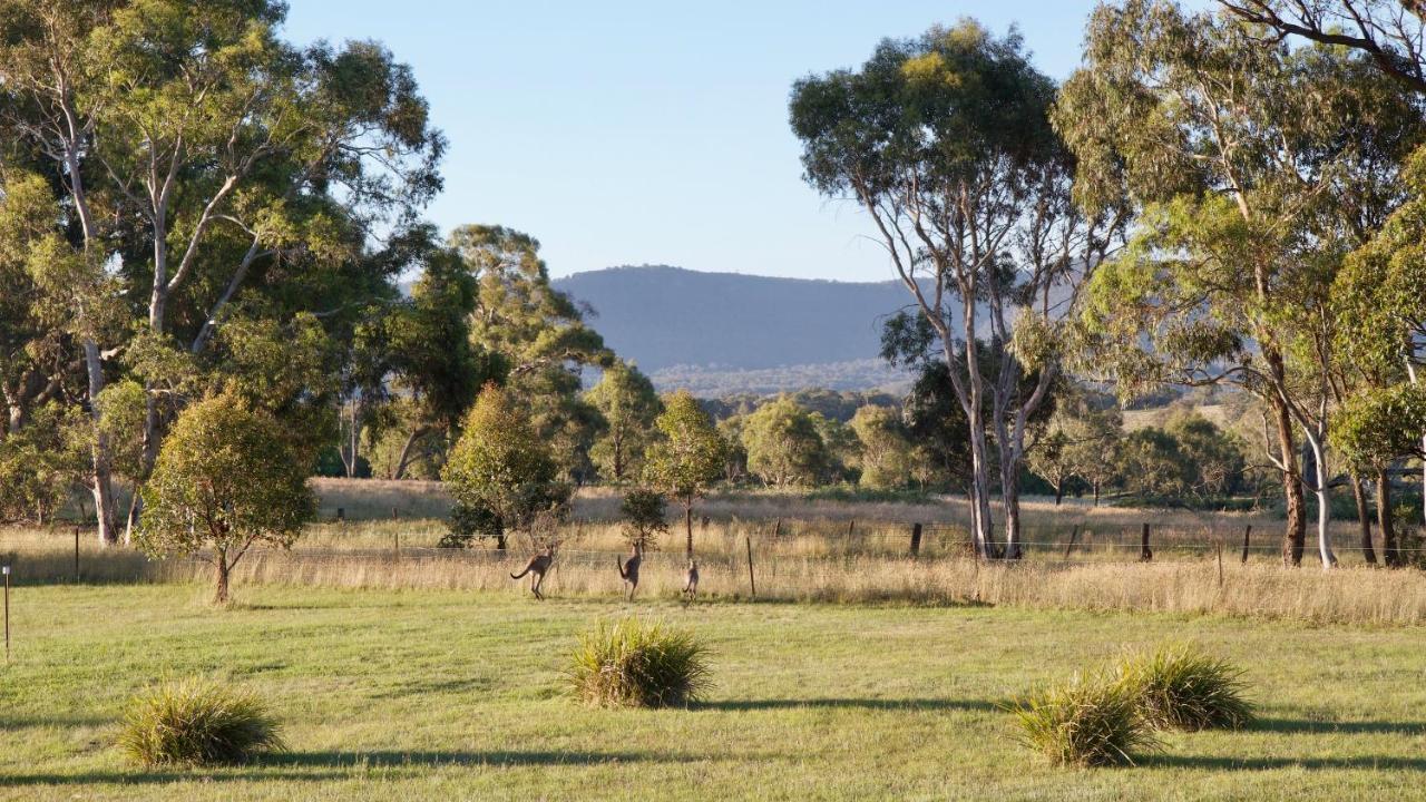 Marigold Cottage, A Blue Mountains Oasis- Spacious, Views & Kangaroos Little Hartley Buitenkant foto