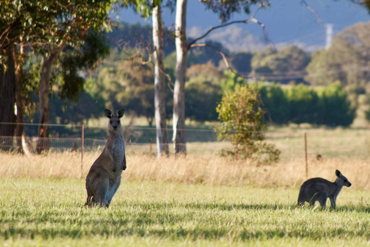 Marigold Cottage, A Blue Mountains Oasis- Spacious, Views & Kangaroos Little Hartley Buitenkant foto