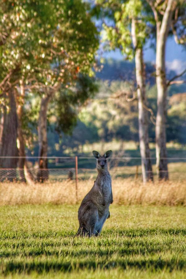 Marigold Cottage, A Blue Mountains Oasis- Spacious, Views & Kangaroos Little Hartley Buitenkant foto