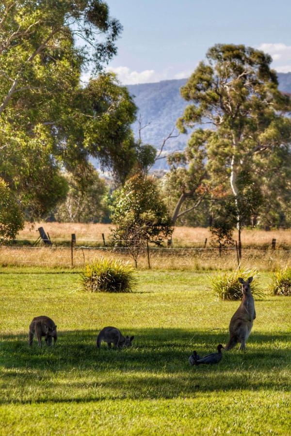 Marigold Cottage, A Blue Mountains Oasis- Spacious, Views & Kangaroos Little Hartley Buitenkant foto