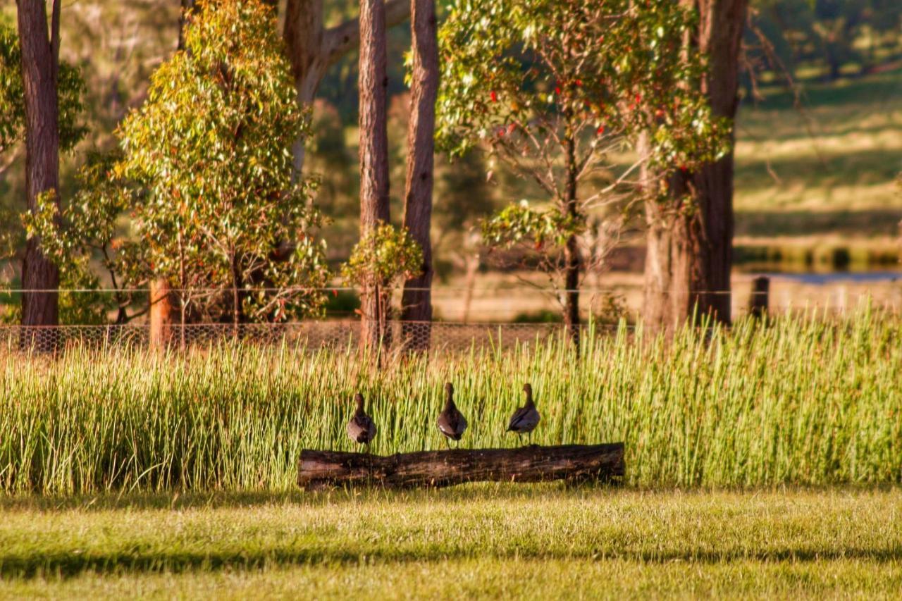 Marigold Cottage, A Blue Mountains Oasis- Spacious, Views & Kangaroos Little Hartley Buitenkant foto